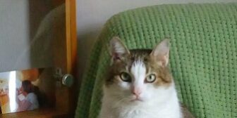 ветеринария